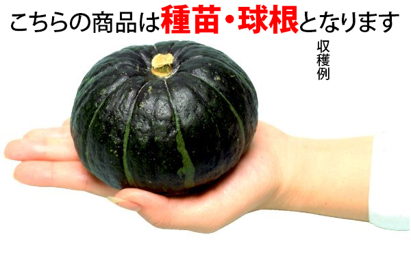 使い切りかぼちゃ　坊ちゃん