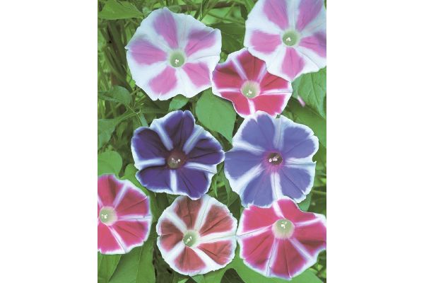 午後まで咲いてる曜白朝顔