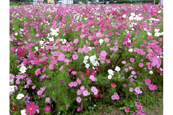 お花畑コスモスのタネ　欲張りミックス