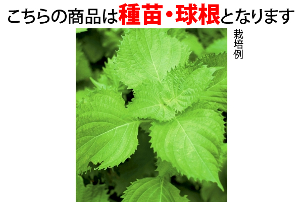 なにかと便利な青しそ　栽培セット