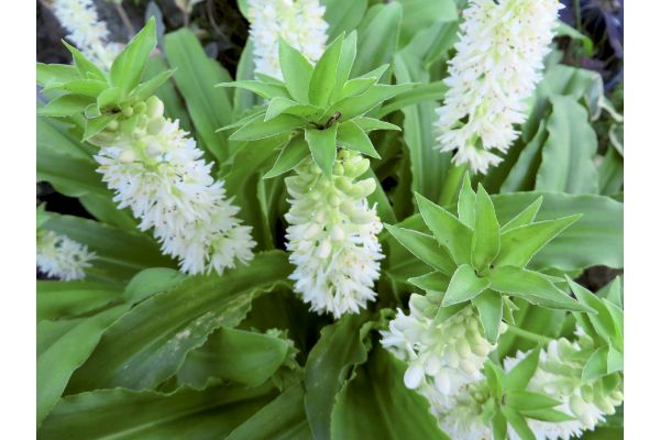 香るパイナップルフラワー