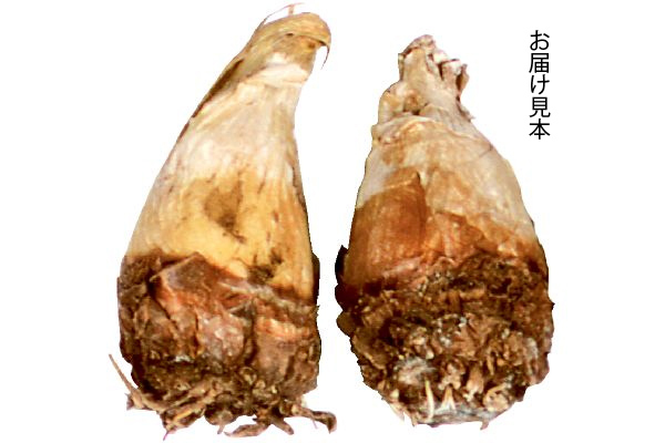 香るパイナップルフラワー