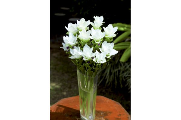 大輪クルクマ　チェンマイホワイト