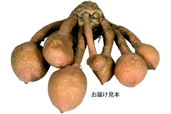 大輪クルクマ　チェンマイホワイト