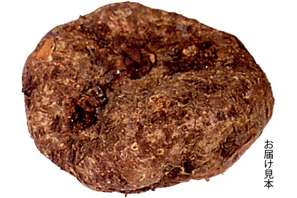 しだれ咲き　球根ベゴニア　黄色