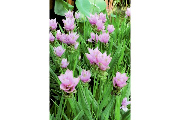 大輪クルクマ　ロータスピンク