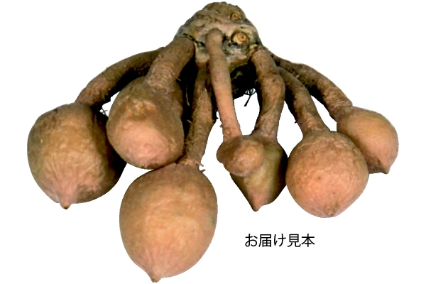 大輪クルクマ　ロータスピンク