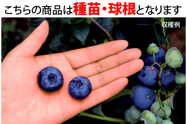 超大実ブルーベリー