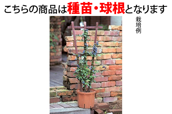 超大実ブルーベリー