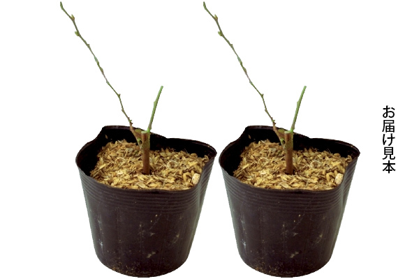 超大実ブルーベリー