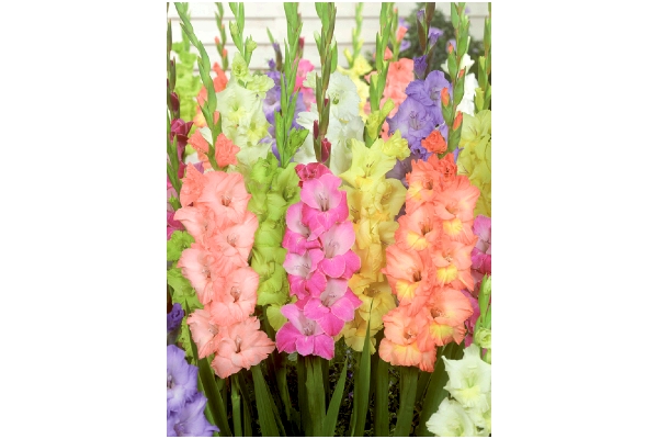 パステル　グラジオラス