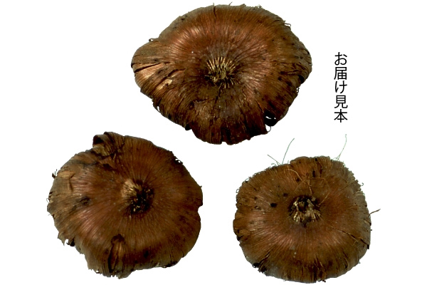 パステル　グラジオラス