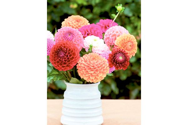 ポンポン切り花向きダリア　おまかせ