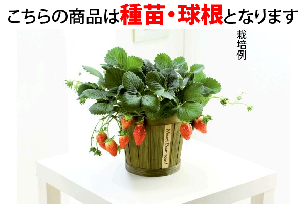 いちご　とよのか