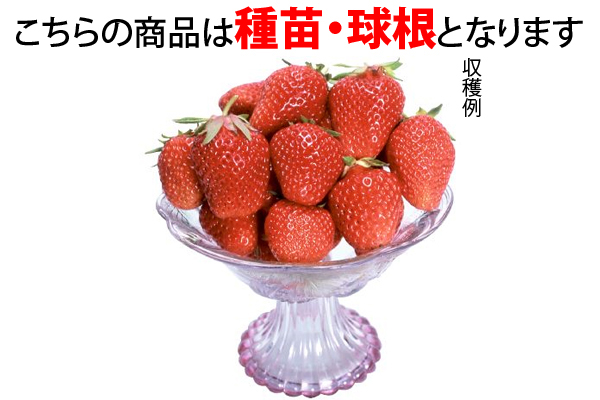 いちご　とよのか