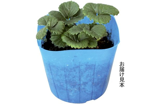 いちご　とよのか