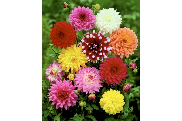 カラフル　切り花用　ダリア