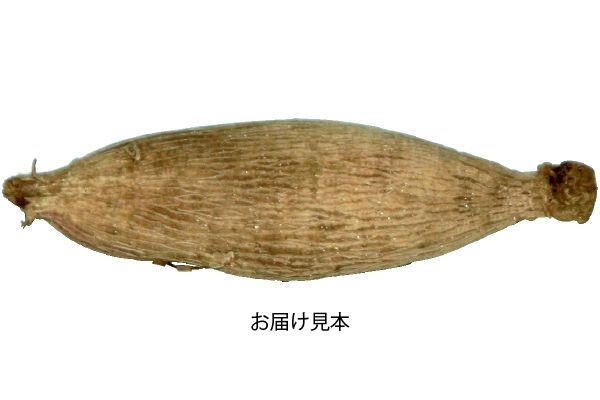 カラフル　切り花用　ダリア