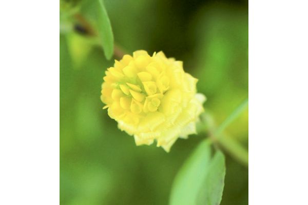 黄花クローバー