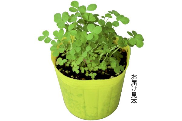 黄花クローバー