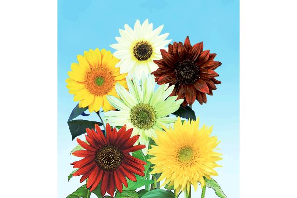 夏の空に明るく輝く！サマーカラー　ひまわり