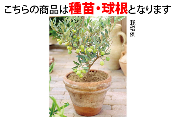 オリーブの木　ピクアール