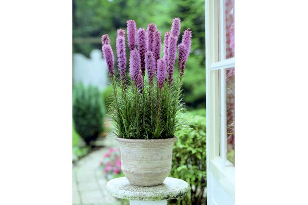 植えっぱなし　リアトリス