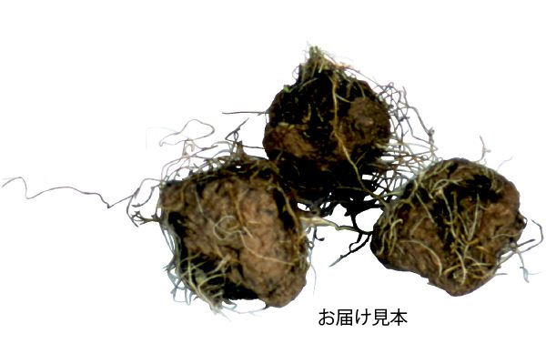 植えっぱなし　リアトリス