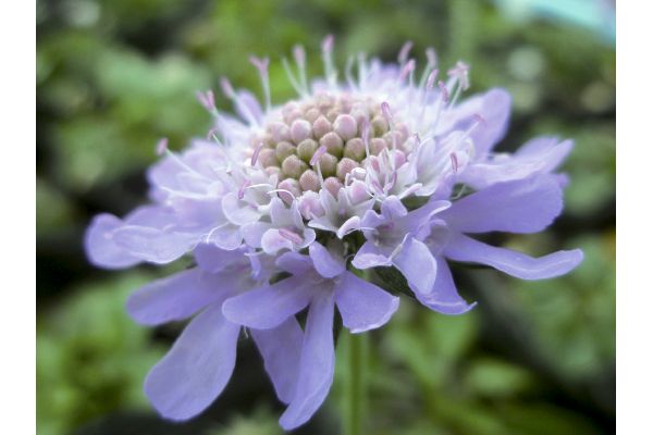 スカビオサ　ナナ