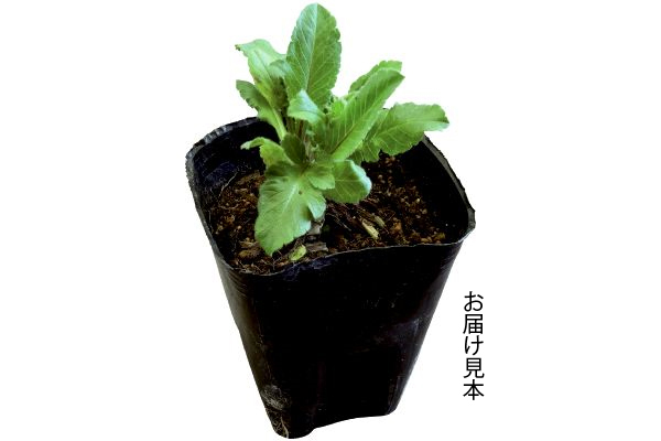 スカビオサ　ナナ