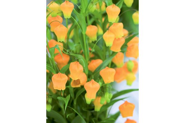 サンダーソニア