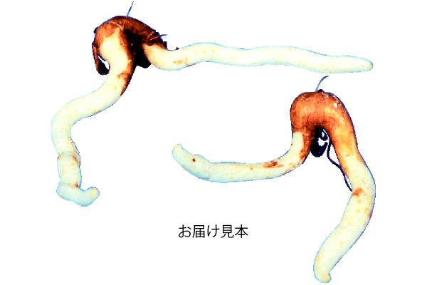 サンダーソニア