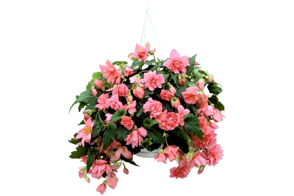 しだれ咲き球根ベゴニア