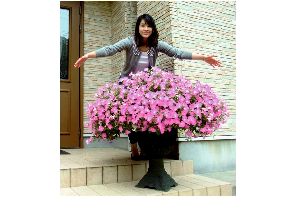 ペチュニア　マドンナの宝石【R】