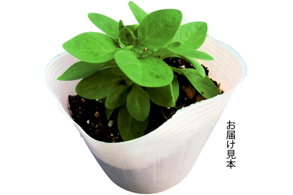 ペチュニア　マドンナの宝石【R】