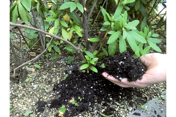 果樹・庭木が！まくだけで甦る
