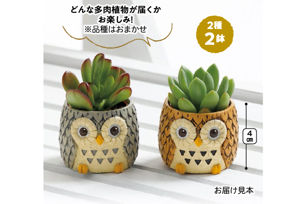 しあわせふくろう