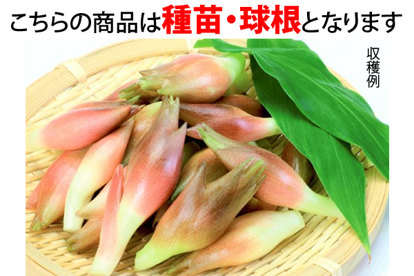 たくさん芽が出るみょうが