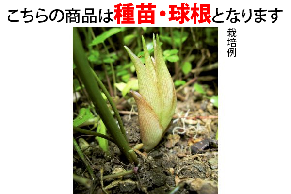 たくさん芽が出るみょうが