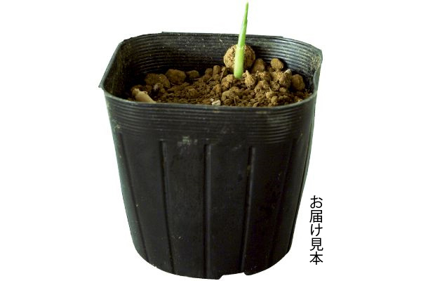 たくさん芽が出るみょうが