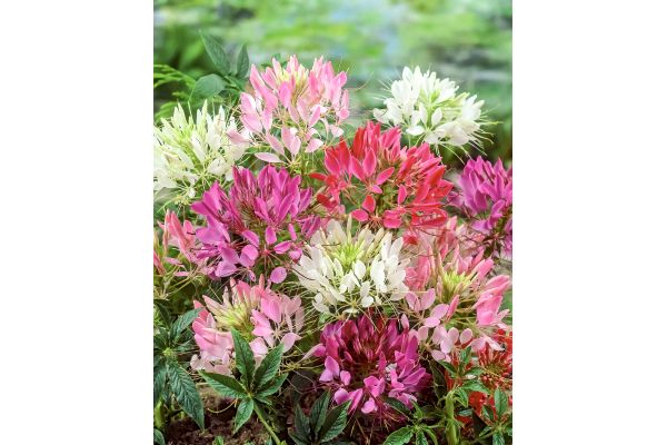 暑さに強い！クレオメ（風蝶草）