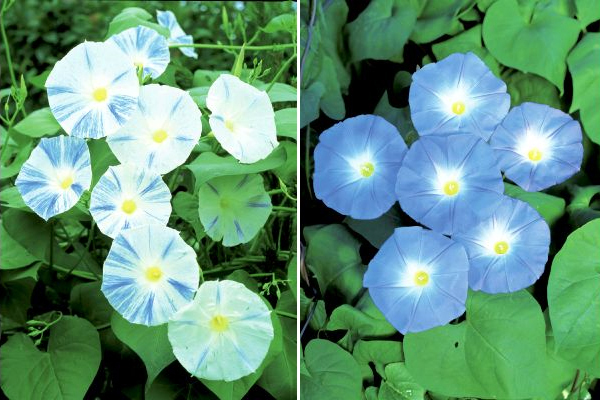 爽やかブルーの朝顔