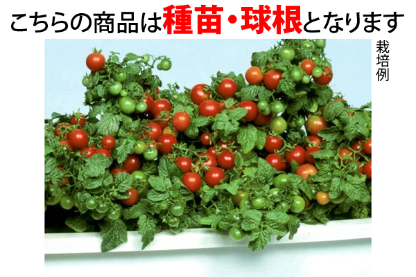 支柱のいらないミニトマト　ミニ姫　種まきセット