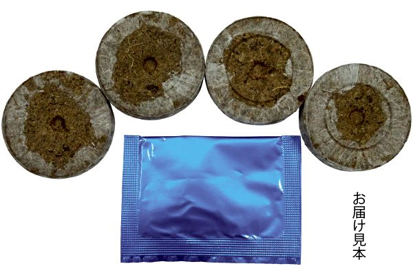 支柱のいらないミニトマト　ミニ姫　種まきセット