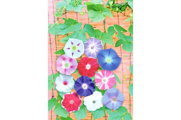 レインボー　大輪咲＋西洋Ｍｉｘ　朝顔