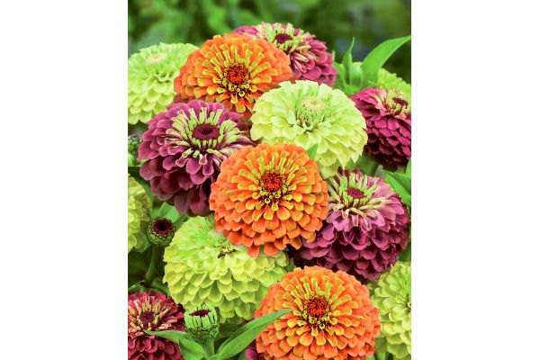 切り花用　百日草　クイーンミックス