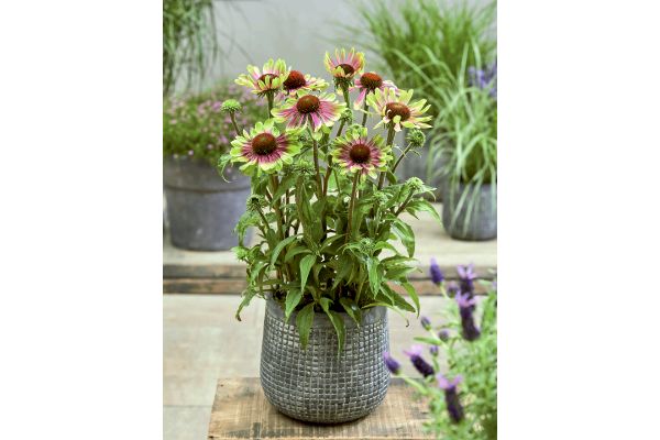 エキナセア　グリーンツイスター