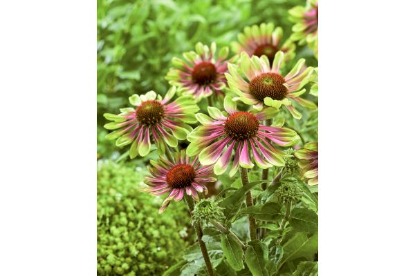 エキナセア　グリーンツイスター