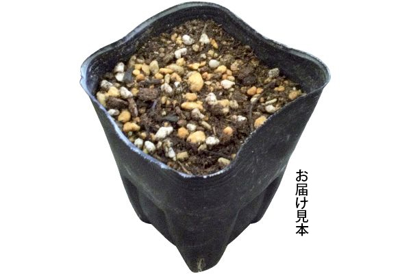 エキナセア　グリーンツイスター