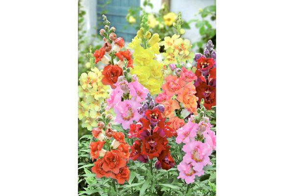 たくさん花咲く金魚草　ダブルショット